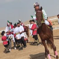 اسب ترکمن نریون|اسب و تجهیزات اسبسواری|جوین, |دیوار