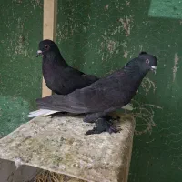 جفت زاغ دمسفید