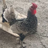 مرغ سپرایت مینیاتوری