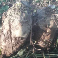 چغندر قند درشت