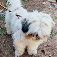 فروشی|سگ|مسجد سلیمان, |دیوار