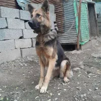 سگ ژرمن شولاین نگهبان