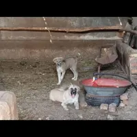 توله سگ سرابی