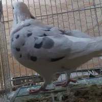 کبوتر نر|پرنده|قم, صدوق|دیوار
