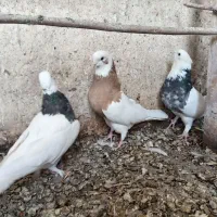 فروشی|پرنده|اصفهان, شهرستان|دیوار