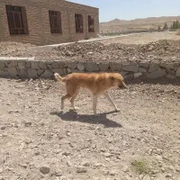 یک عددسگ گله ای