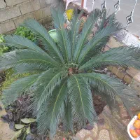 سیکاس چند ساله