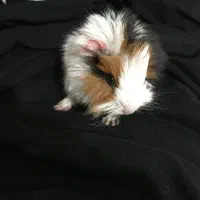 خوکچه همستر