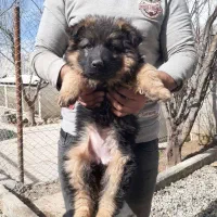 سگ ژرمن صورت مشکی و صورت روشن