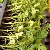 نشا گوجه بادمجان فلفل هندوانه کلم بروکلی گل کلم