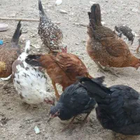 مرغ|حیوانات مزرعه|اصفهان, زیار|دیوار