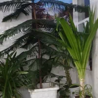 فروش گل زینتی بزرگ