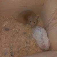 همستر|موش و خرگوش|لنگرود, |دیوار