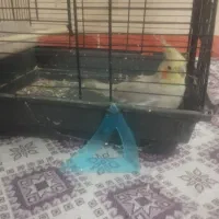 عروس هلندی|پرنده|قنوات, |دیوار