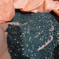 بذر پیاز قرمز