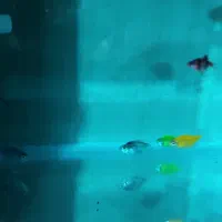 اکواریوم نو نووکامل|ماهی|بهبهان, |دیوار