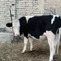 یک عدد تخک ماده سمینتال|حیوانات مزرعه|چناران, |دیوار