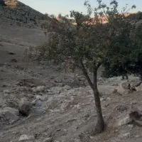 کود گاوی گوسفندی