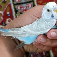 مرغ عشق