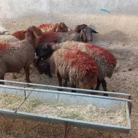 ۱۲راس میش گلگی ابستن|حیوانات مزرعه|مشهد, كنويست|دیوار