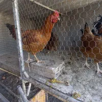 مرغ و خروس|حیوانات مزرعه|قم, وادی السلام|دیوار