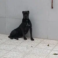 کنکورسو ماده