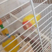 طوطی برزیلی|پرنده|مشکین‌دشت, |دیوار