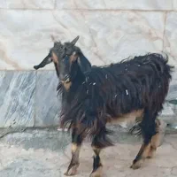 بزغاله ماده