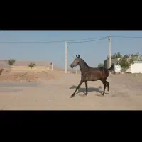 مادیان دو سال