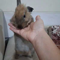 خرگوش لوپ هلندی|موش و خرگوش|شیراز, نصر|دیوار