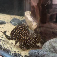 پلکو L136 و یک جفت کریدراس برنز