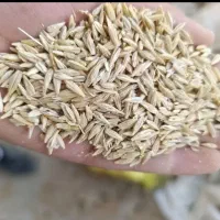 میش بز جو محلی درجه یک