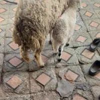 میش بره.راور