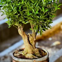 بنسای کده موسوی