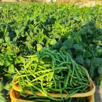 فروش عمده لوبیا سبز|عمده‌فروشی|اهواز, شهرک رزمندگان|دیوار