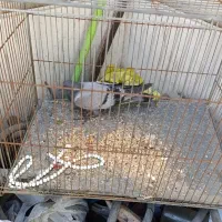 کفتر بالغ سالم