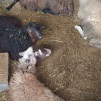 گوسفند|حیوانات مزرعه|فومن, |دیوار