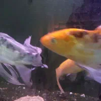 سه عدد ماهی کوی باله بلند 30سانتی|ماهی|مشهد, تلگرد|دیوار