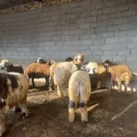 بره شیری درجه یک