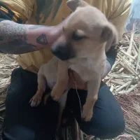 سگ پا کوتاه