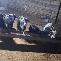 نر بز محلی|حیوانات مزرعه|گرگان, |دیوار