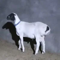 بره نر قوچی و ماده داشتی چینی قندوزی تربت جام
