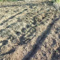 شخم زدن با تیلر کولتیواتور|خدمات باغبانی و درختکاری|مینودشت, |دیوار