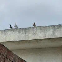 کفتر|پرنده|گنبد کاووس, |دیوار