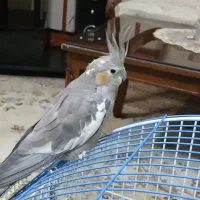 عروس هلندی ماده