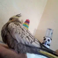 جوجه عروس هلندی