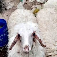 دو عدد بره ماده سالم پر گوشت
