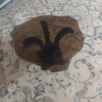 میز عسلی جلو مبلی