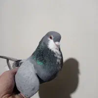 کبوتر مشهدی نر|پرنده|قائم‌شهر, |دیوار