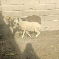 بره سبک ترکی و میش بره دار نر|حیوانات مزرعه|شیراز, بید زرد|دیوار